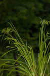 Davis' sedge